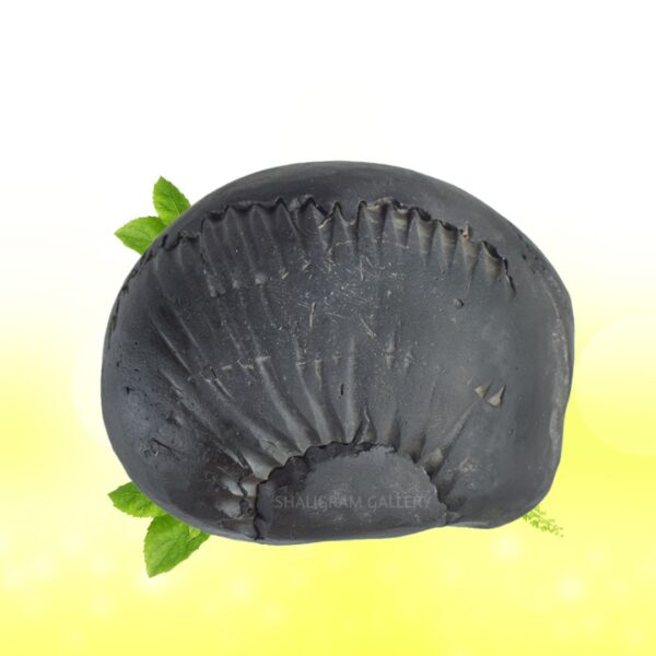 Adbhut Kalpatru Mahalaxmi Narayana Shaligram Shila SG94