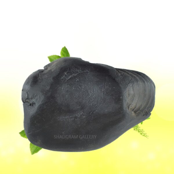 Sarvottam Bhu Varahadev Shaligram Shila SG95