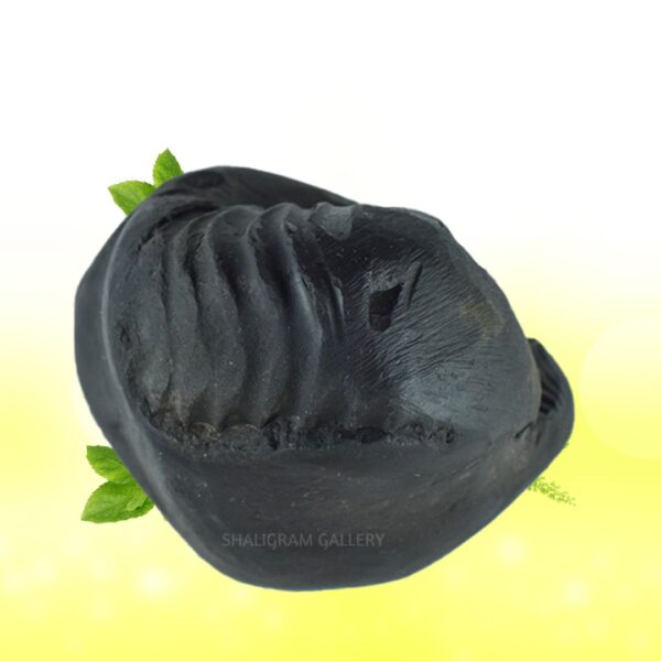 Sarvottam Bhu Varahadev Shaligram Shila SG95