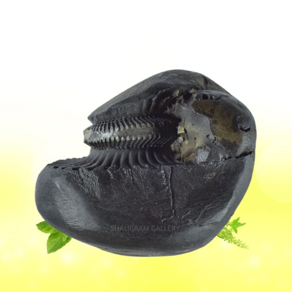 Sarvottam Bhu Varahadev Shaligram Shila SG95