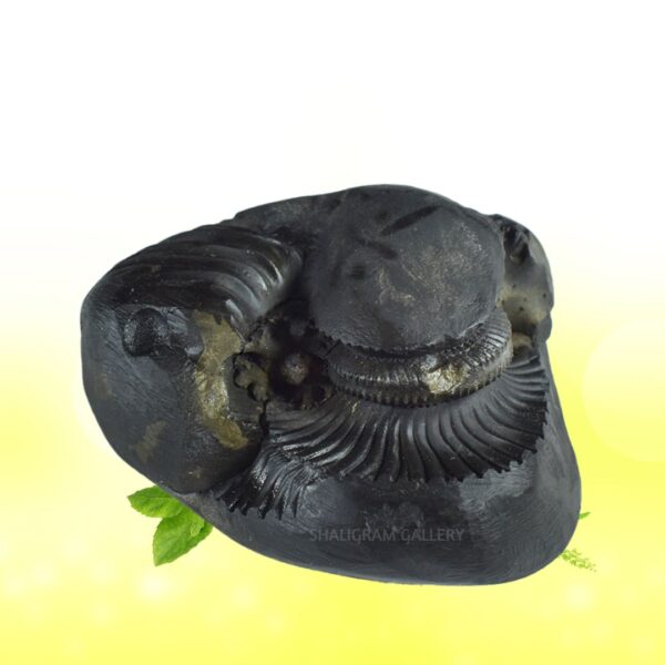 Sarvottam Bhu Varahadev Shaligram Shila SG95