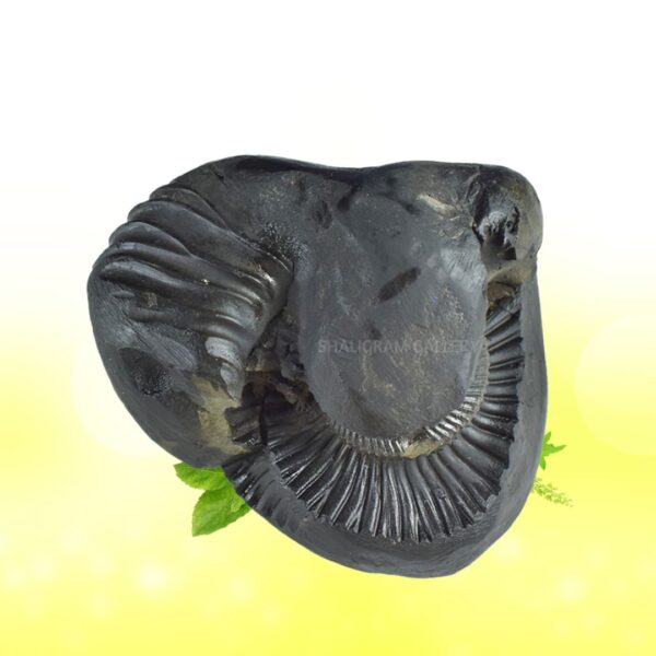 Sarvottam Bhu Varahadev Shaligram Shila SG95