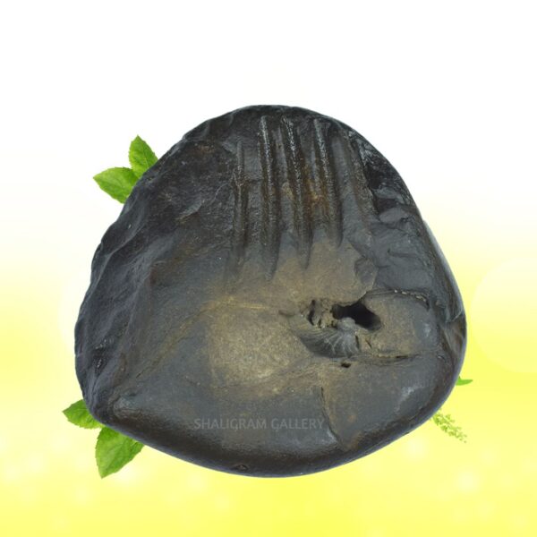 Adbhut Mahalaxmi Narayana Keshav Shaligram Shila SG96