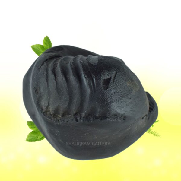 Adbhut Mahalaxmi Narayana Keshav Shaligram Shila SG96