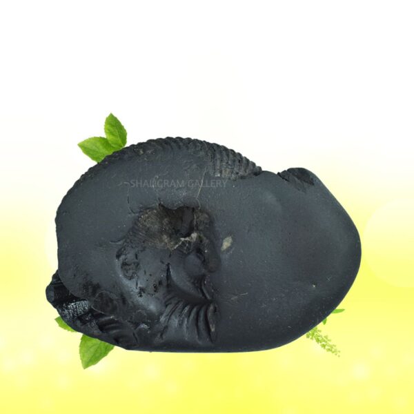 Auspicious Mahalaxmi Hayagriva Shaligram Shila SG99