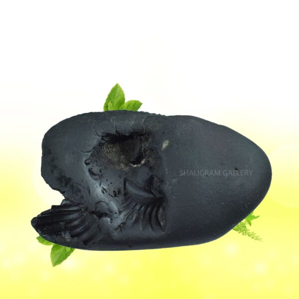 Auspicious Mahalaxmi Hayagriva Shaligram Shila SG99