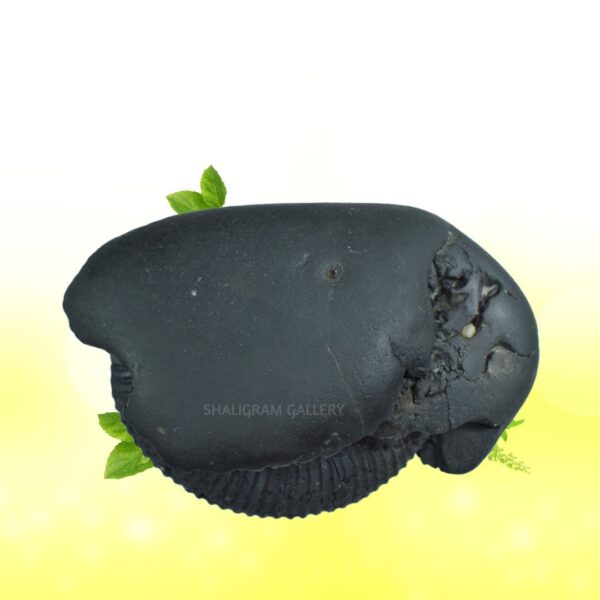 Auspicious Mahalaxmi Hayagriva Shaligram Shila SG99