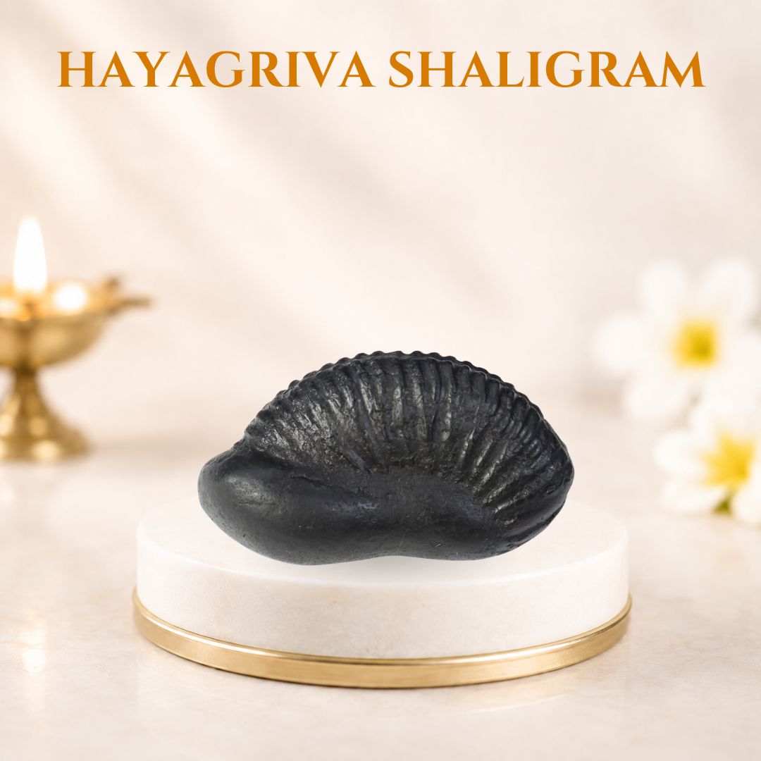 Hayagriva Shaligram