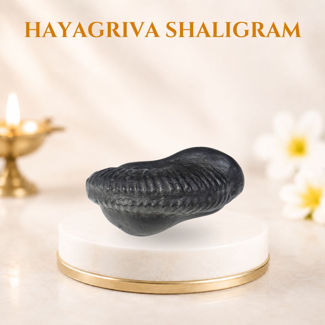 Hayagriva Shaligram