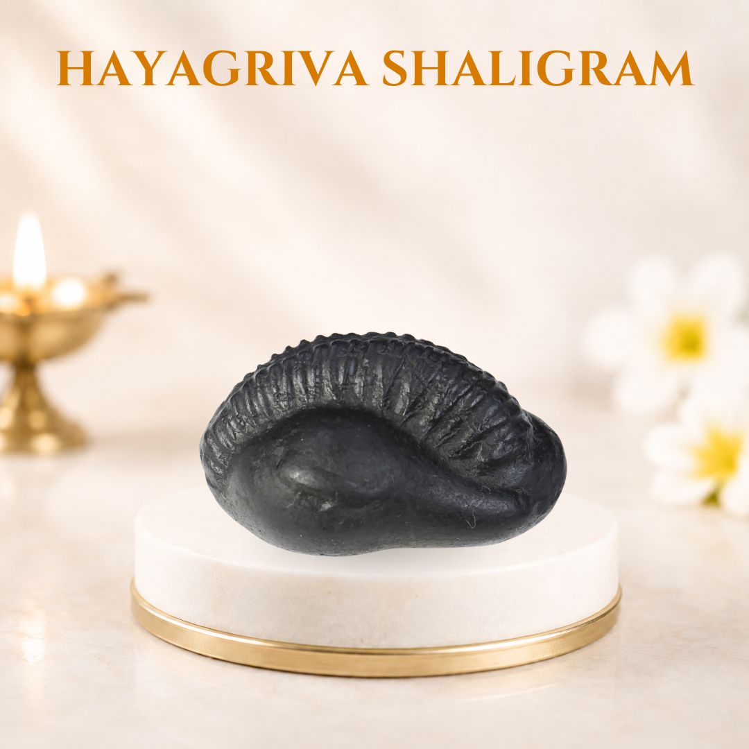 Hayagriva Shaligram