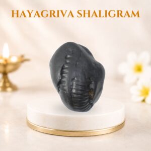 Hayagriva Shaligram