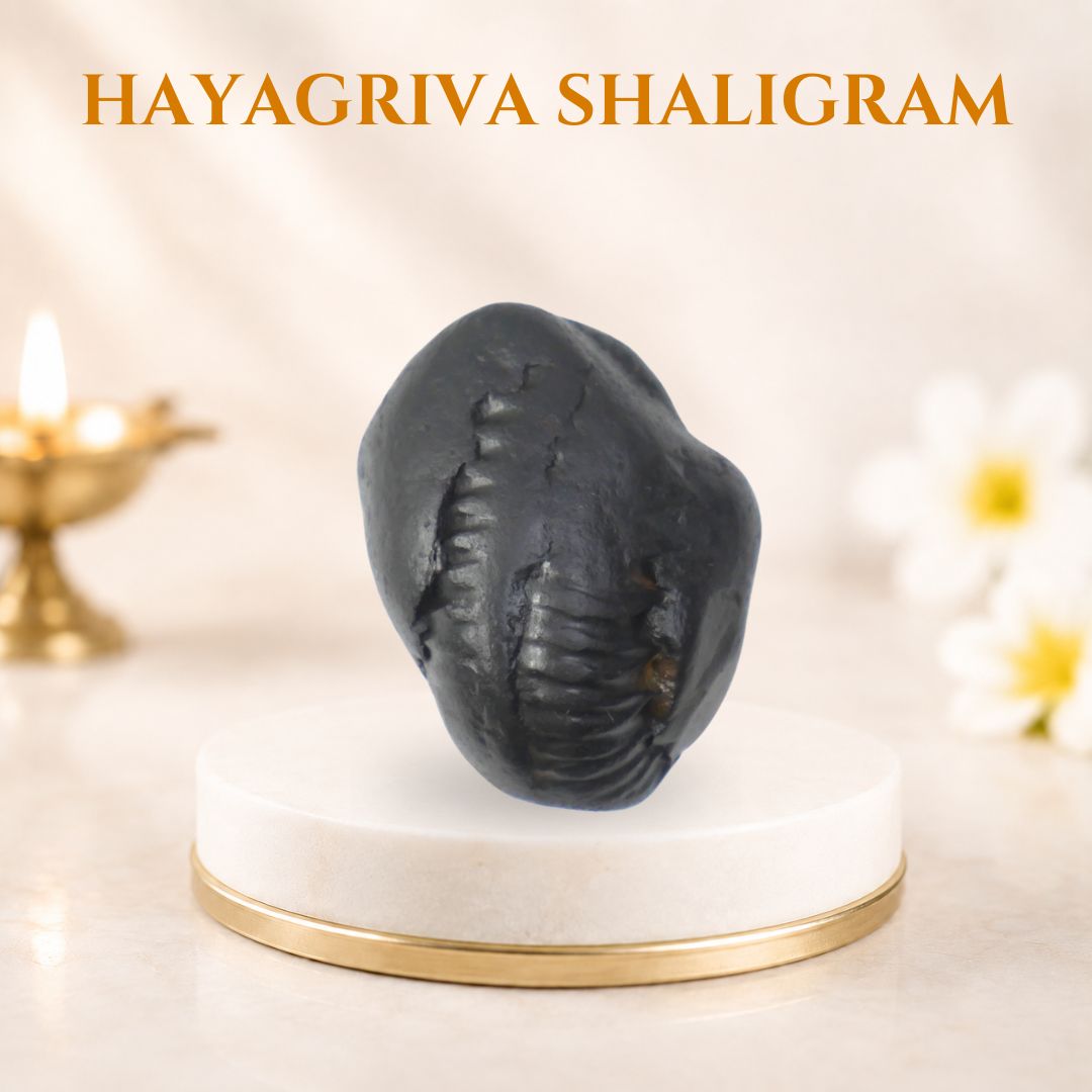 Hayagriva Shaligram
