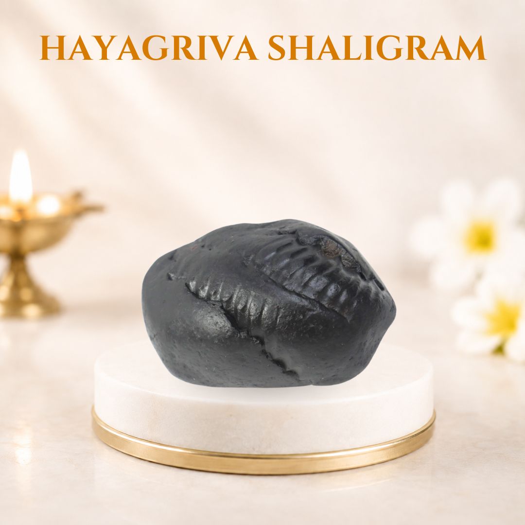 Hayagriva Shaligram