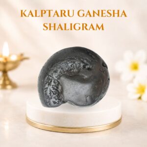 Kalptaru Ganesha Shaligram