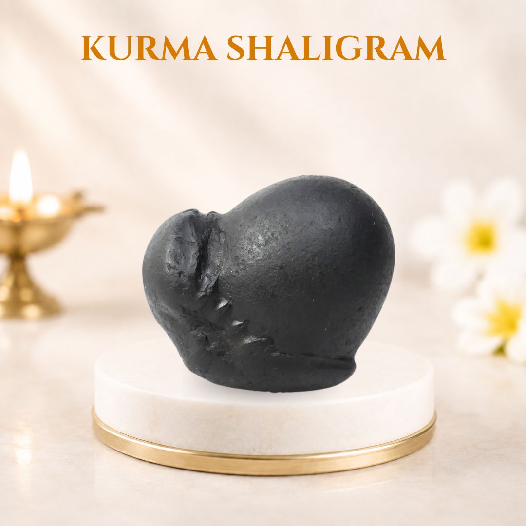 Kurma Shaligram