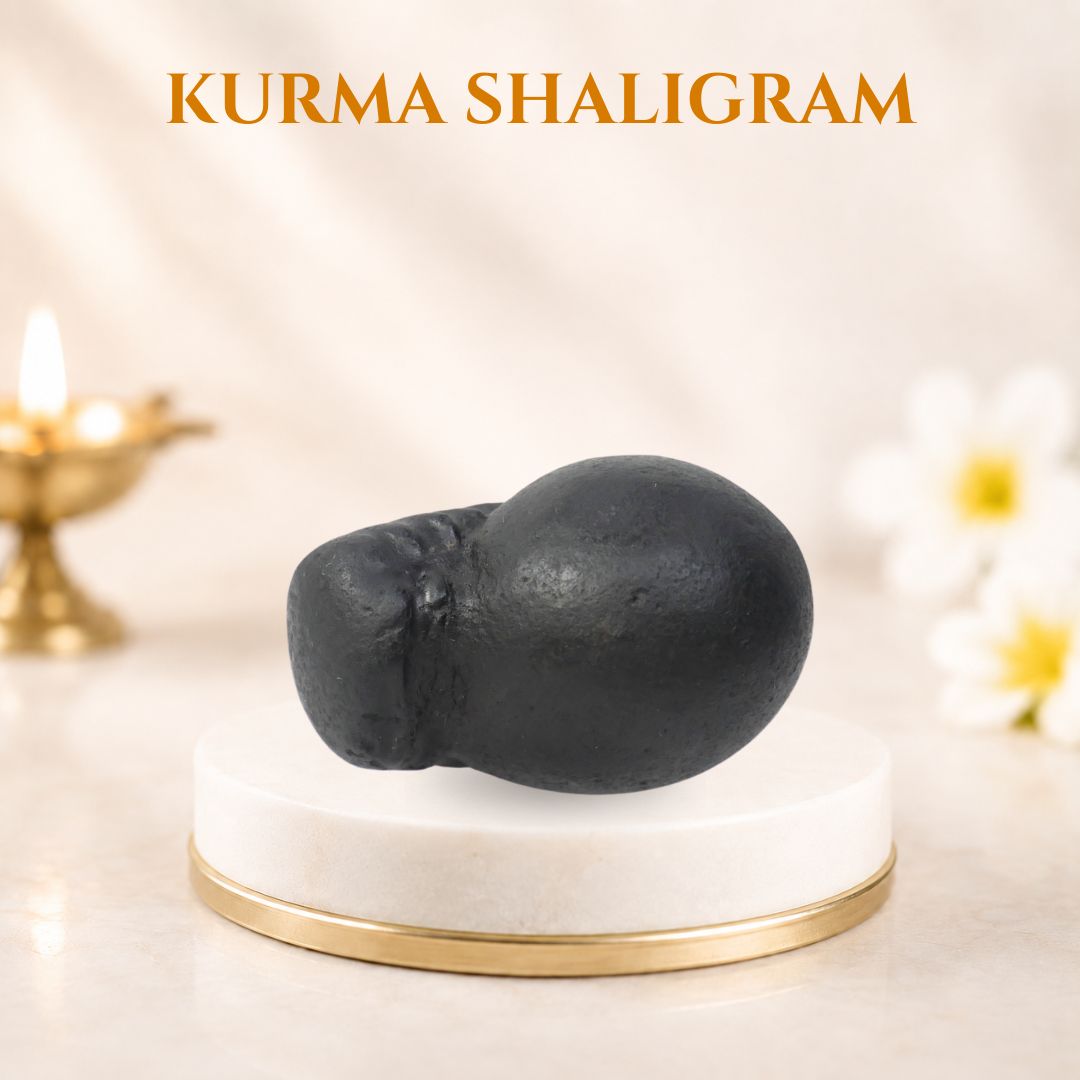 Kurma Shaligram
