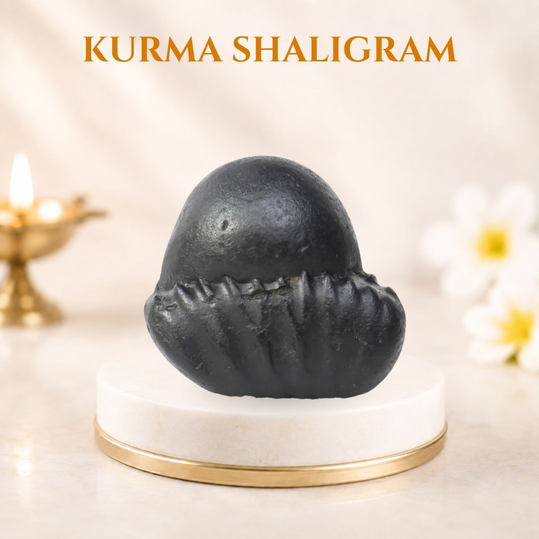Kurma Shaligram