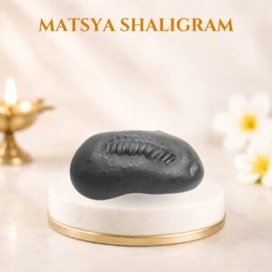 Matsya shaligram