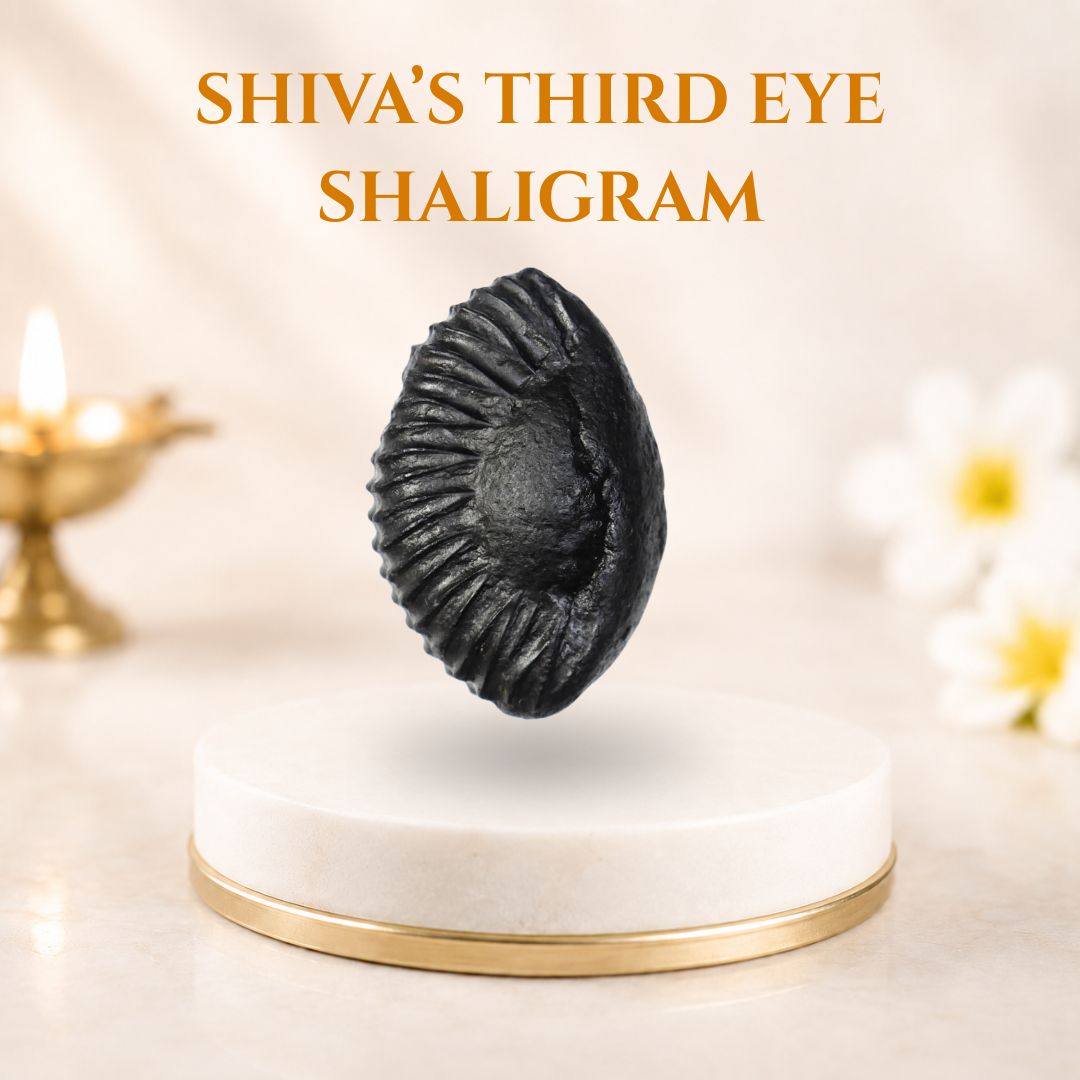 Shiva Third Eye Shaligram