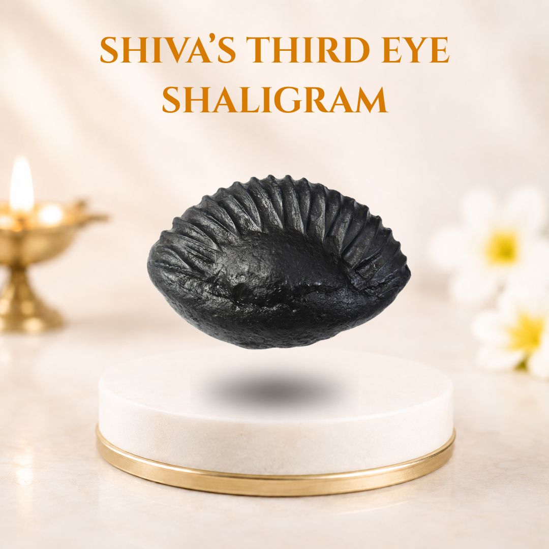 Shiva Third Eye Shaligram