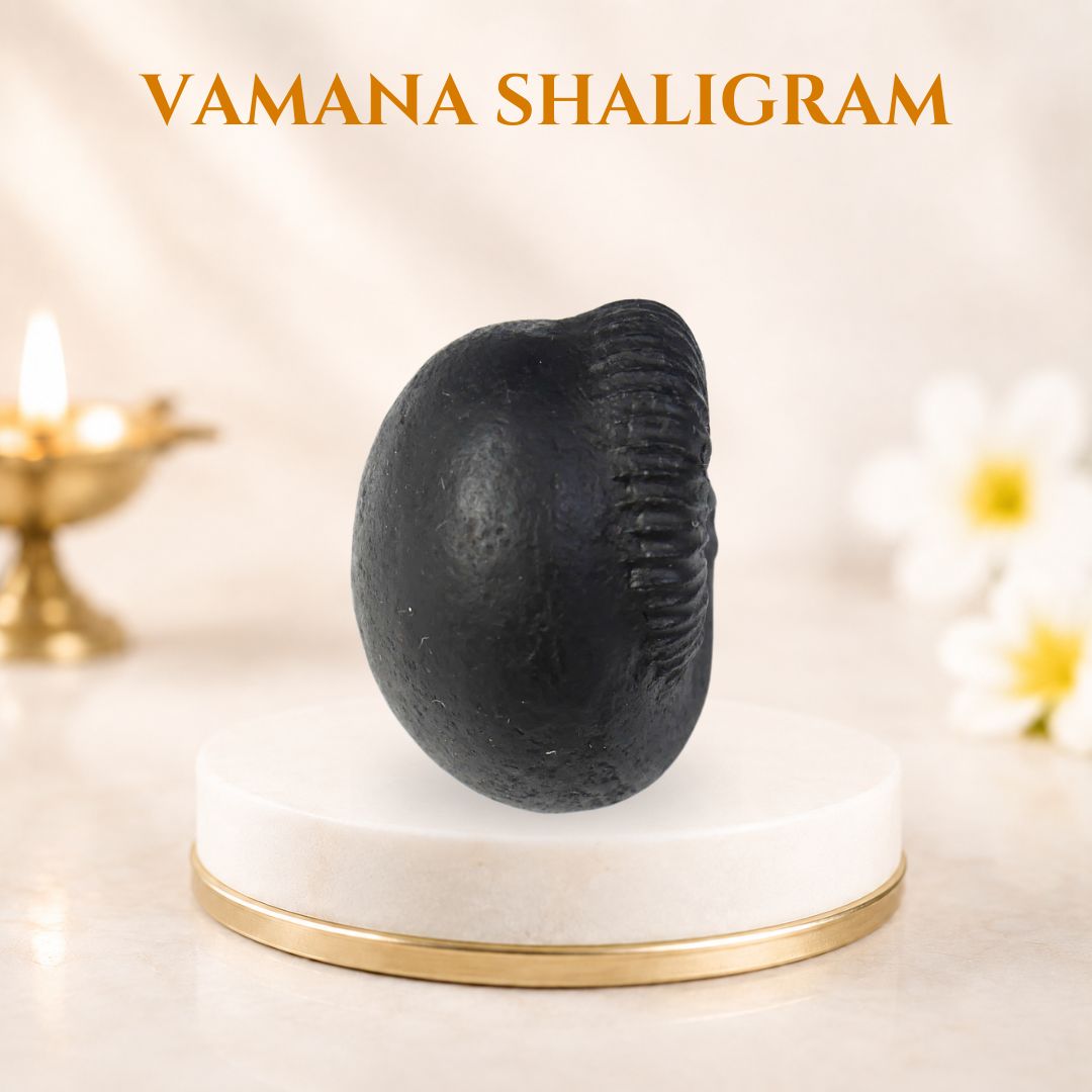 Vamana Shaligram