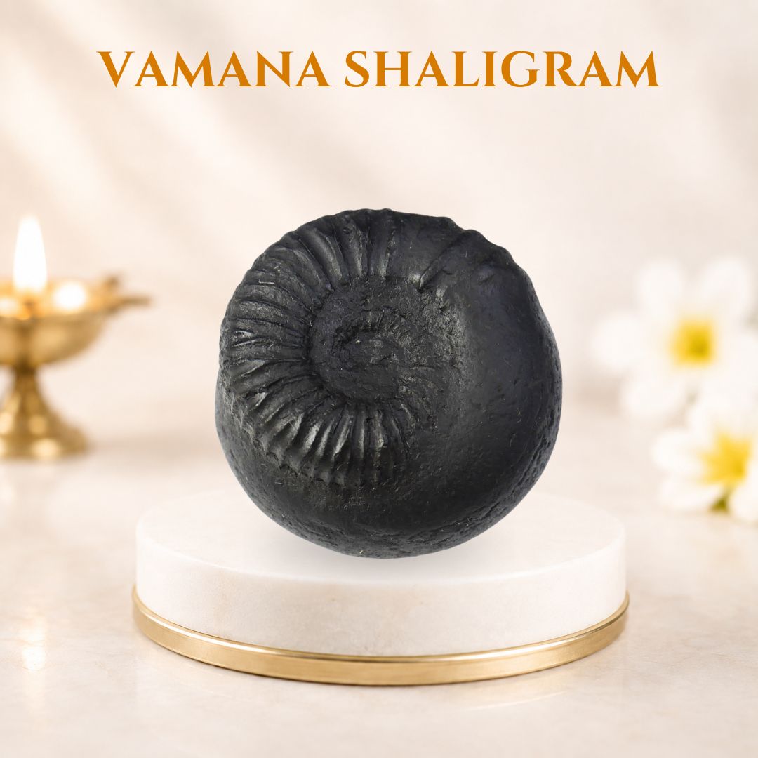 Vamana Shaligram