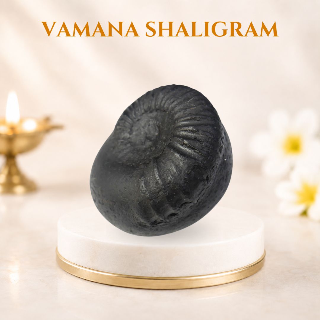 Vamana Shaligram
