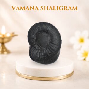 vamana shaligram