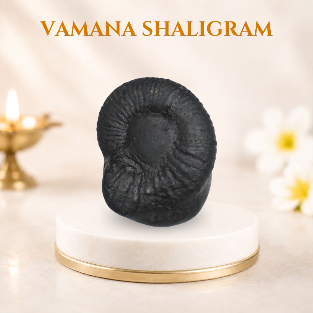 vamana shaligram