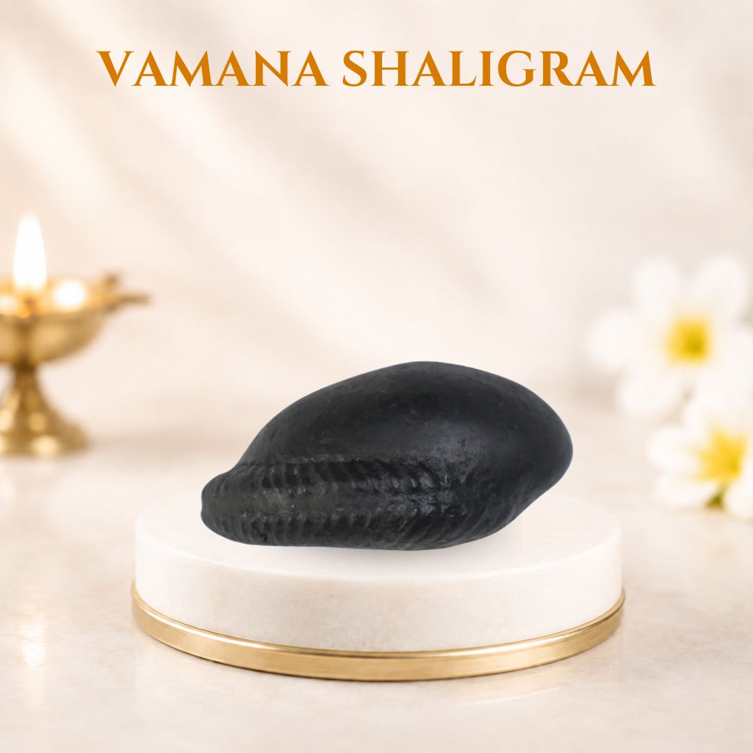 vamana shaligram
